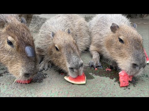 飼育員たちのオリンピック