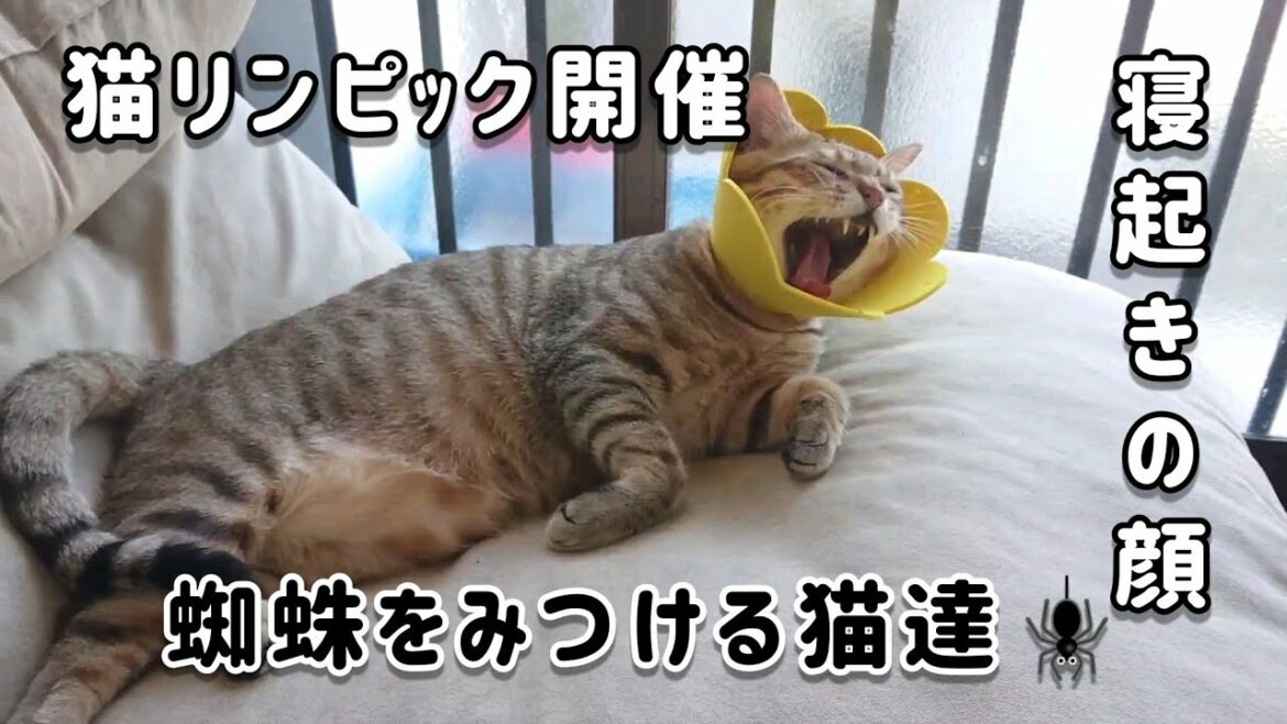 【猫猫オリンピック開催】寝起きの可愛い猫達【蜘蛛を追う猫】
