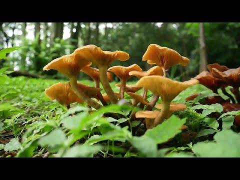 Tokyo Olympic Tree Forest Mushroom Hunt 東京オリンピックツリーフォレストキノコ狩り in Yoyogi Park