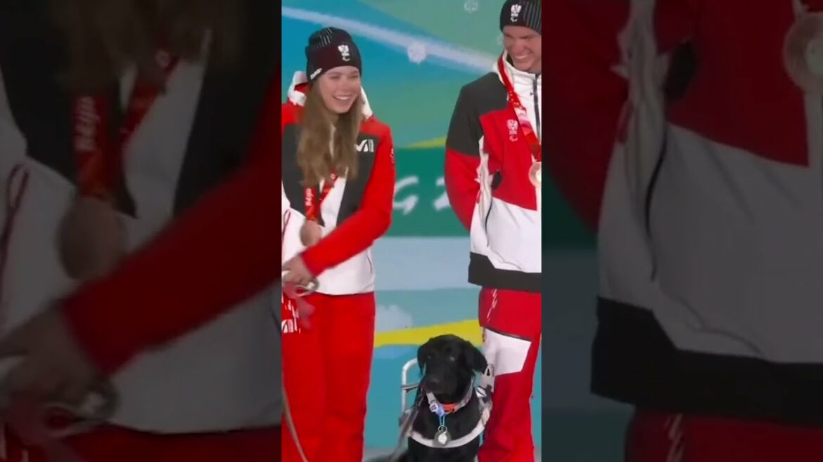 An Olympic-level Good Boy 😍🐕