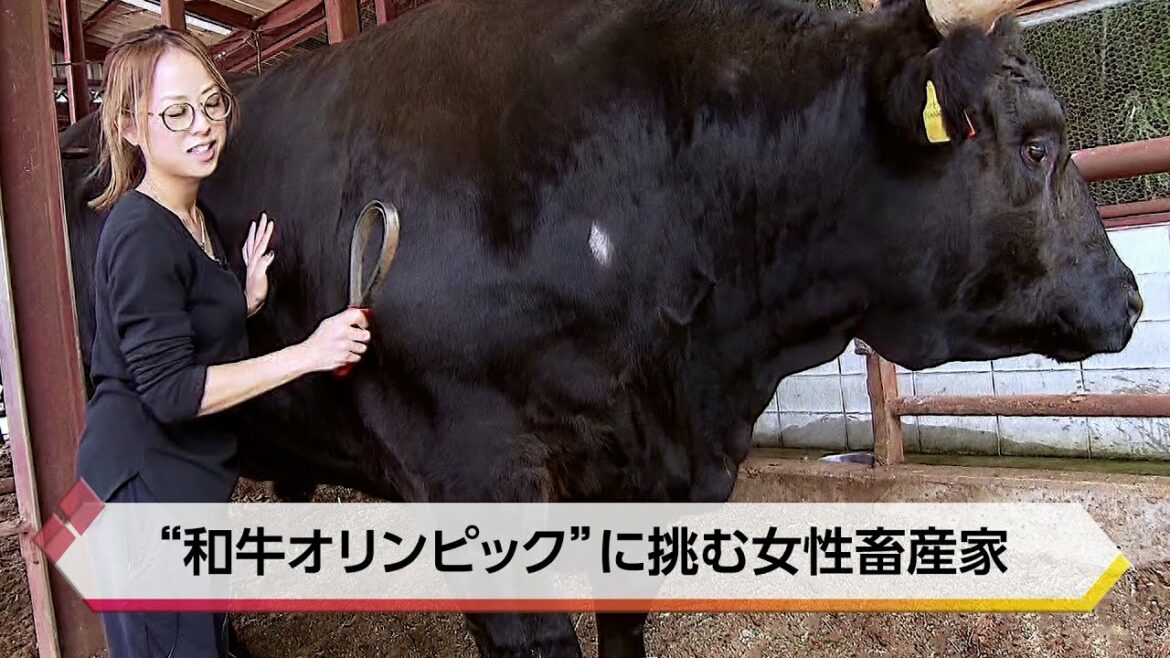 目指すは日本一の肉!“和牛オリンピック”に挑む女性畜産家【特集】