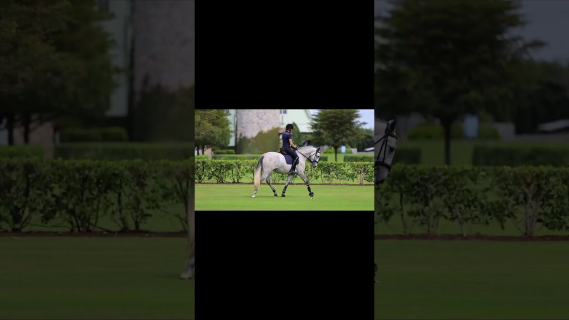 Quina del Pico – 2020 ルシターノ マーレ by Escorial x Heros Do M Bello #lusitano #dressagehorseforsale