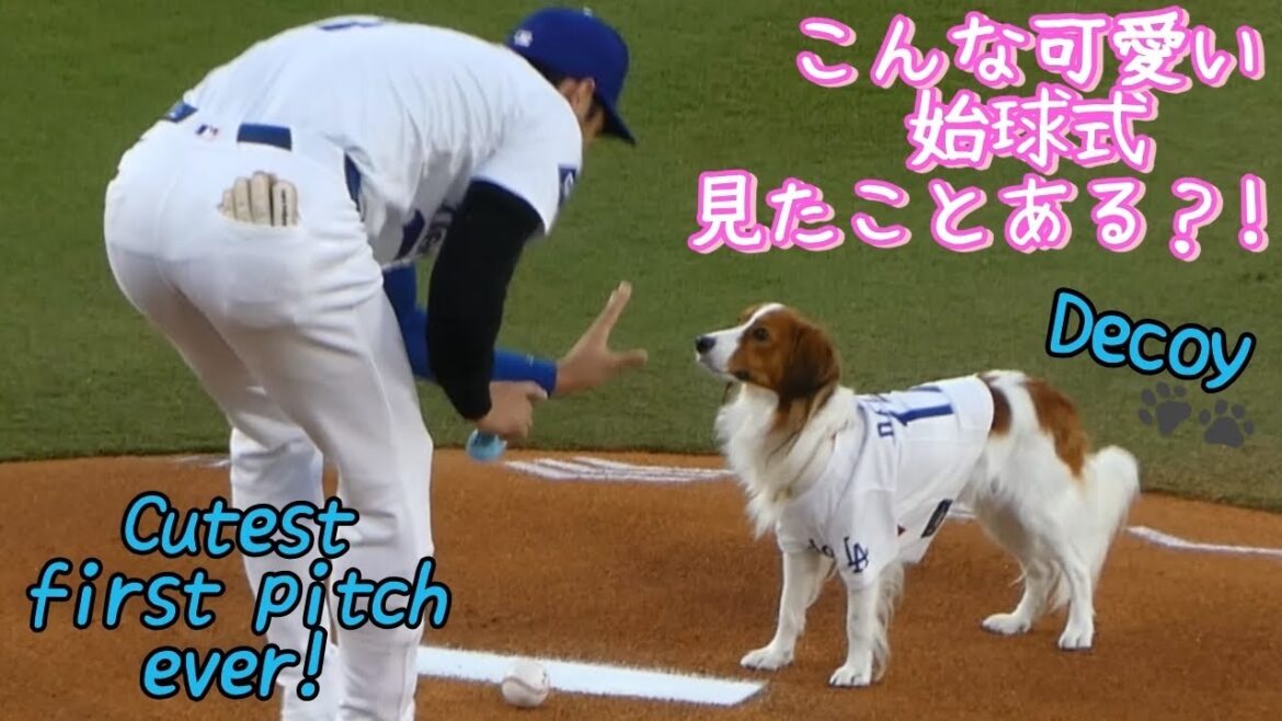 デコピン始球式とか!可愛すぎる!!!🐶