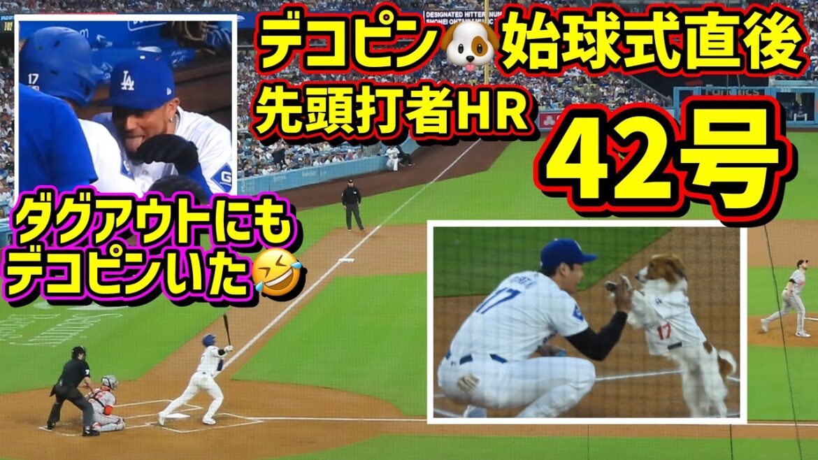 42号‼️デコピン効果?先頭打者HR🤩その時ダグアウトにいたデコピン🤣 【現地映像】8/28vsオリオールズ ShoheiOhtani Dodgers