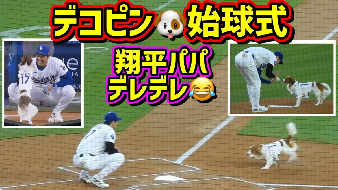 スタジアム大喝采‼️デコピン始球式🐶翔平パパはデレデレ😂 【現地映像】8/28vsオリオールズ ShoheiOhtani Dodgers
