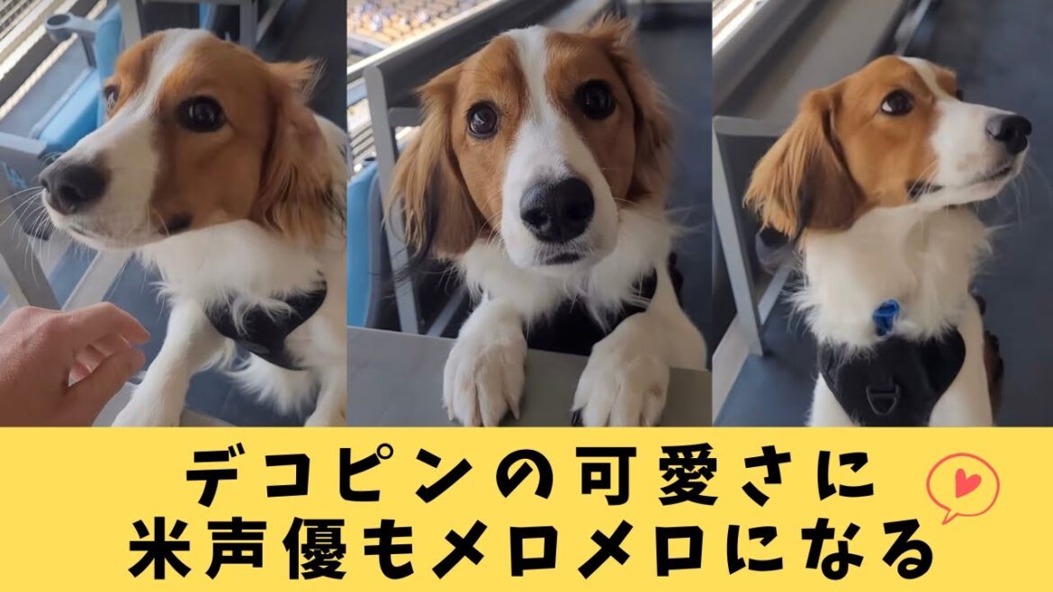 【大谷翔平】デコピンの可愛さに米声優もメロメロになる【ドジャース】