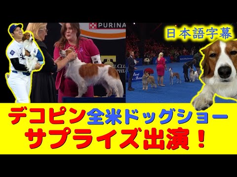 【大谷速報】衝撃!デコピンがドッグショーで紹介されて全米デビューしてたみたいで嬉しいw※デコピンはエントリーはしていません※【速報/今日/大谷翔平/山本由伸//海外の反応/翻訳/ハイライト/日本語訳】
