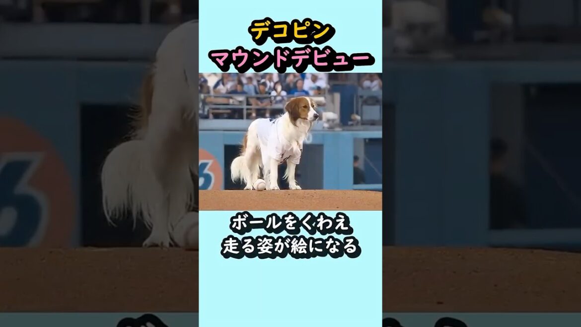 デコピンのマウンドデビューが可愛くて賢すぎるw #大谷翔平 #デコピン #始球式