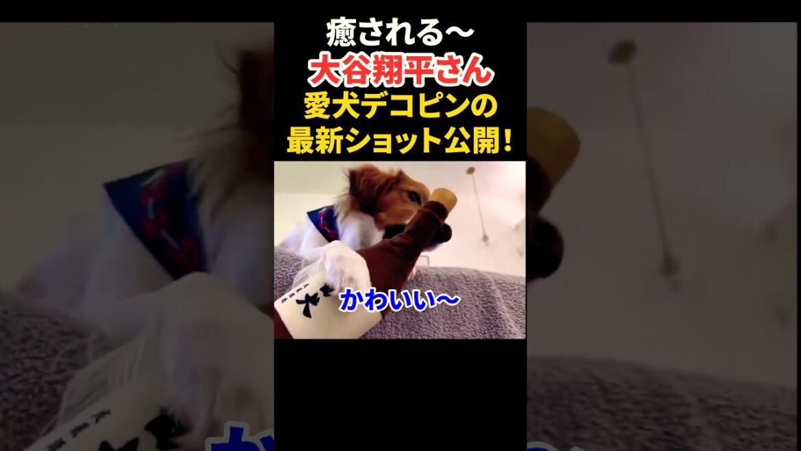 大谷翔平さんがデコピン最新ショット公開🙌 #大谷翔平 #mlb #shorts #dodgers #ドジャース #野球 #ohtani #baseball #デコピン