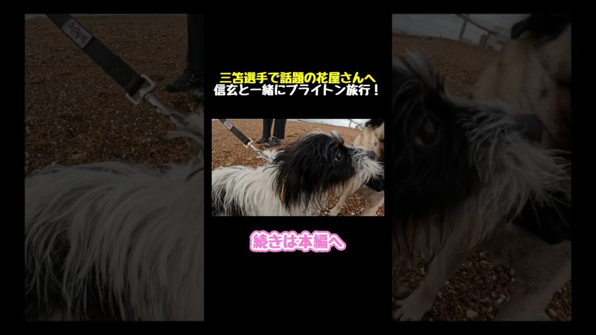 ⬆️本編はここをタップ⬆️ 三笘選手で話題の花屋さんへ 信玄と一緒にブライトン旅行！ #遠藤優